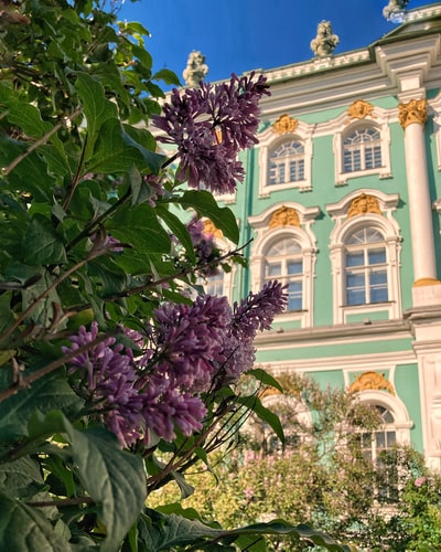 紫色花朵白色混凝土建筑附近的白天
